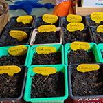 Plants sowed by Primary School students