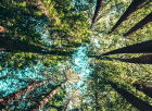 Sustainability illustrated with trees