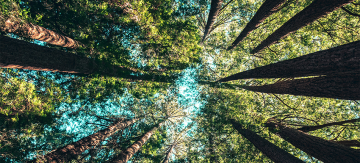 Sustainability illustrated with trees
